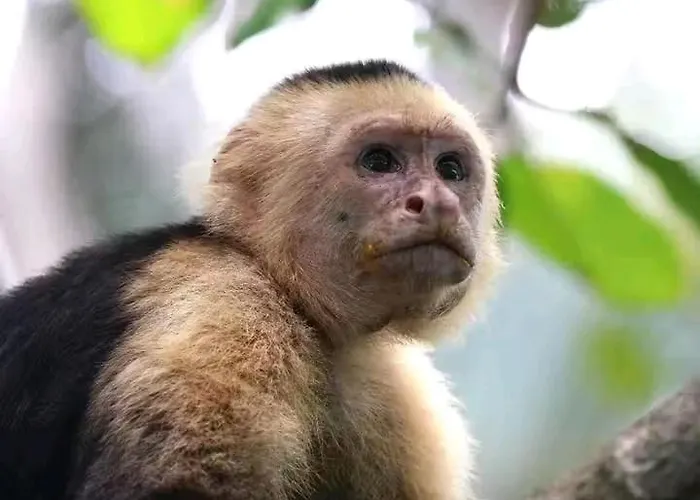 Monkey Parque de vacaciones Nuevo Colon