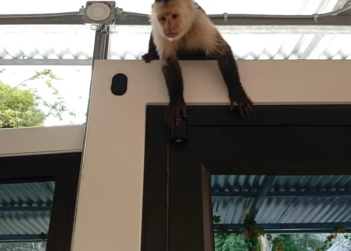 Monkey